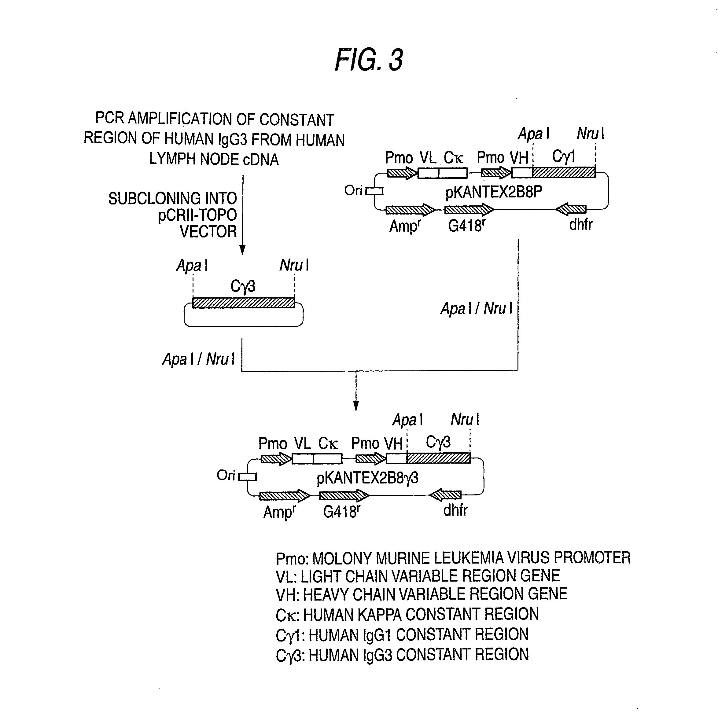 Genetically recombinant antibody composition capable of binding specifically to ganglioside gm2