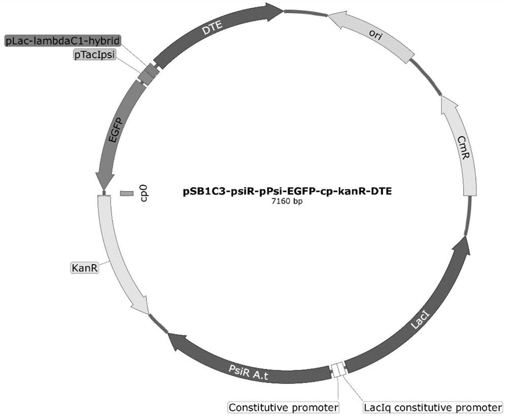 Recombinant plasmid, recombinant engineering bacterium as well as construction method and application thereof in improving yield of D-psicose