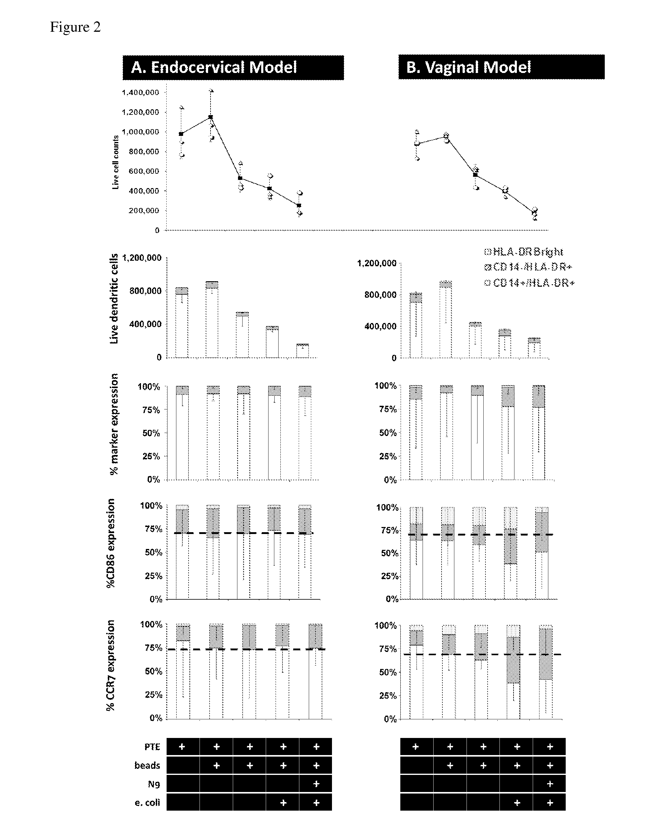 In vitro urogenital co-culture models