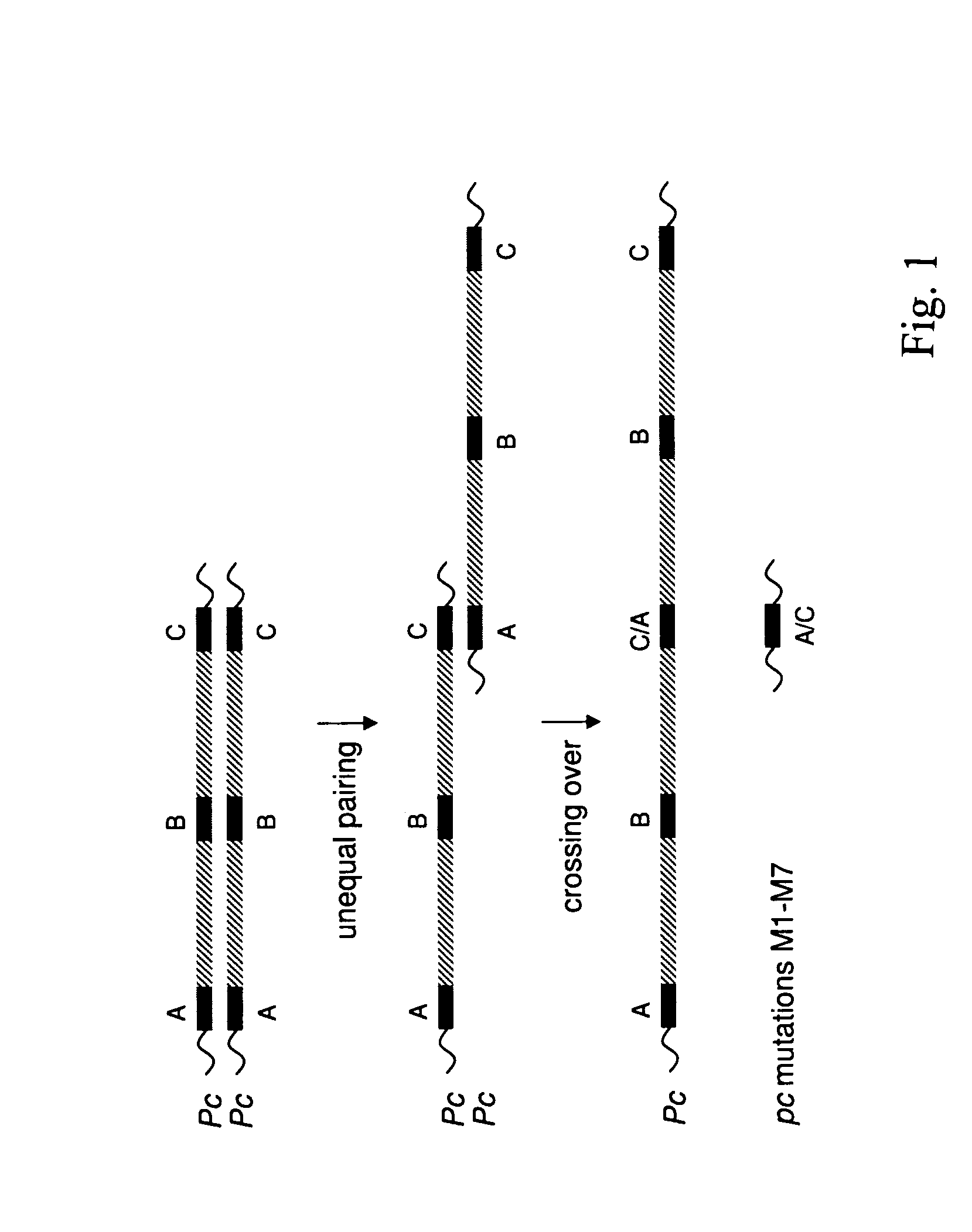 Compositions and methods for identifying genetic sequences with toxin resistance in plants
