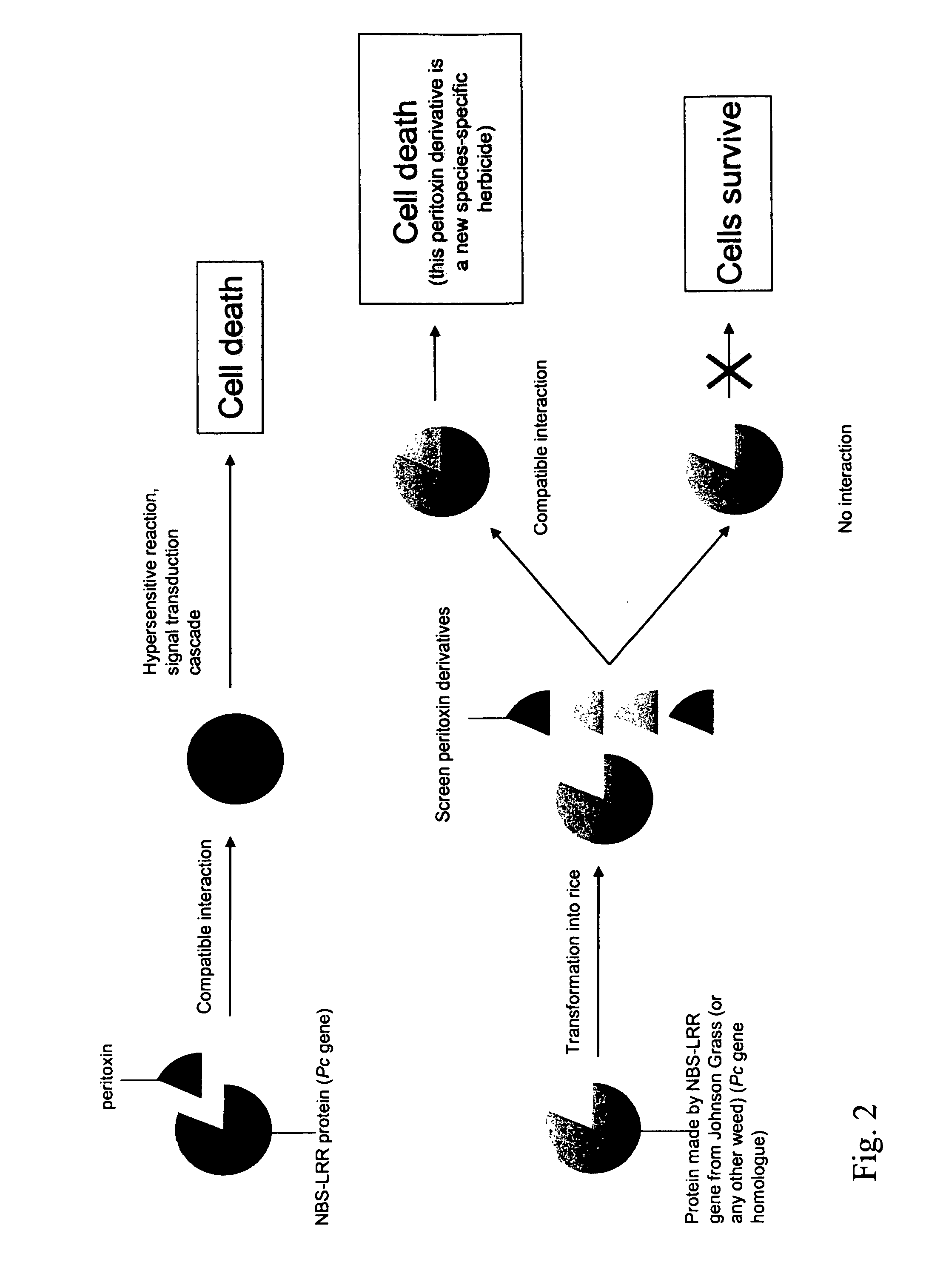 Compositions and methods for identifying genetic sequences with toxin resistance in plants