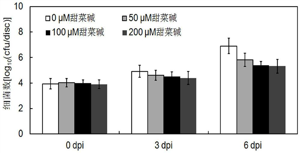 A kind of method that betaine treatment improves disease resistance of cassava