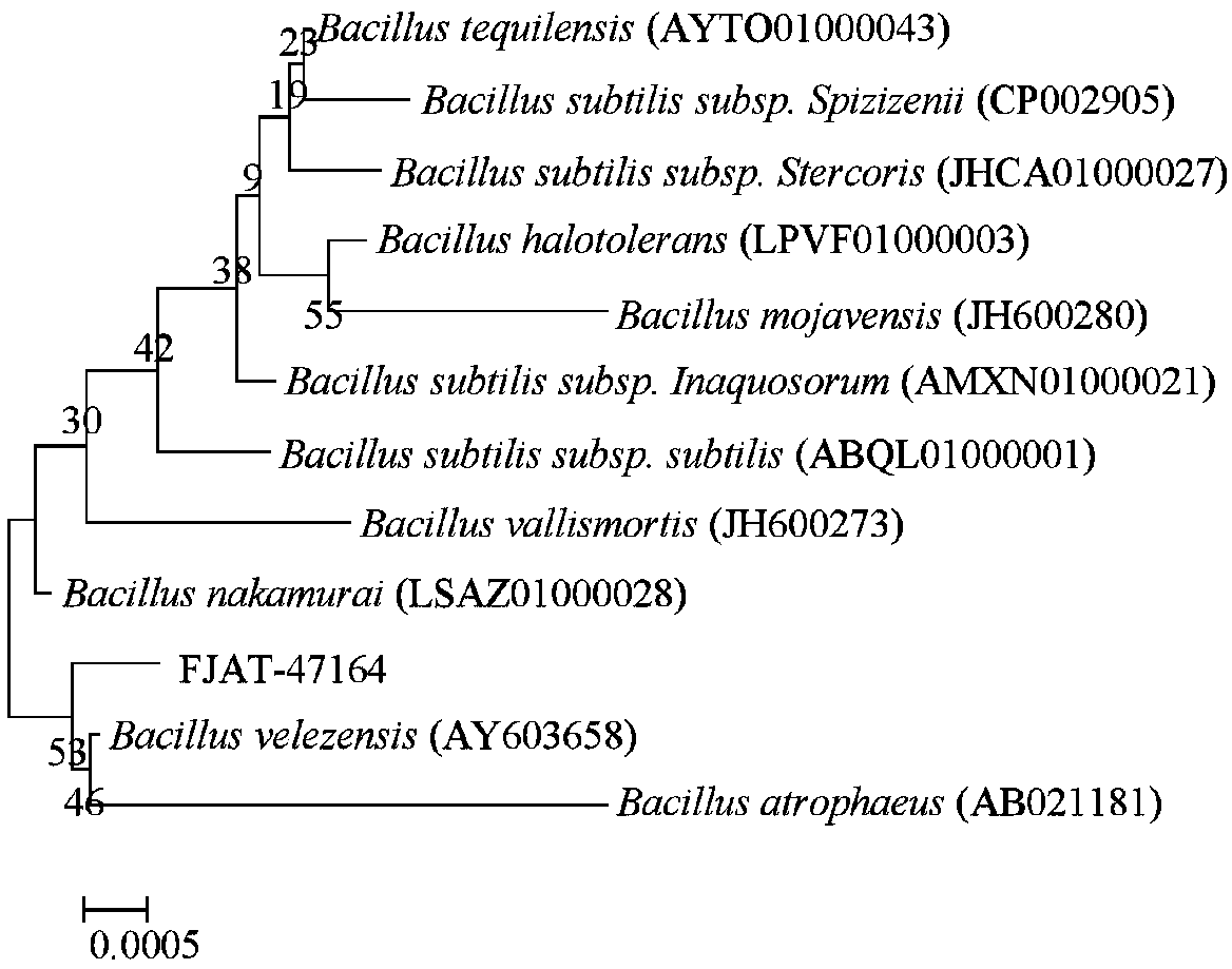 Bacillus for antagonizing phytopathogens and promoting rooting and application of bacillus