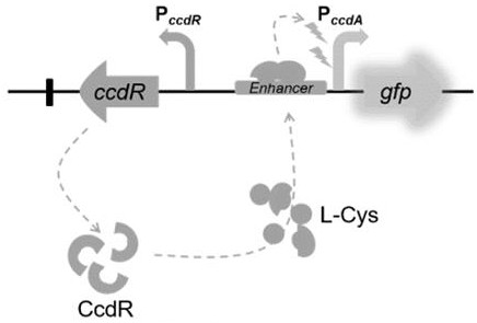 L-cysteine biosensor and application thereof