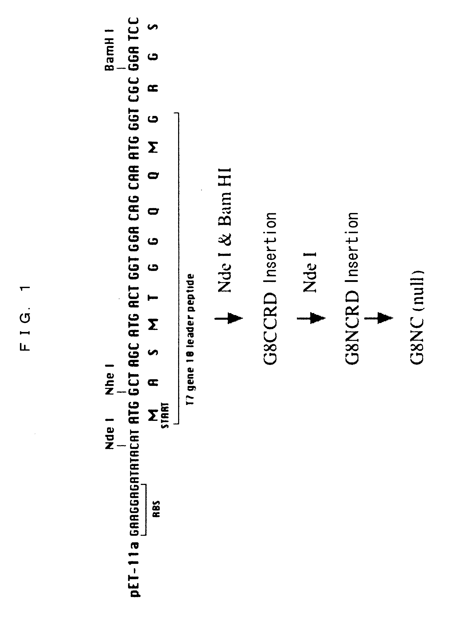 Novel Modified Galectin 8 Proteins and Use Thereof