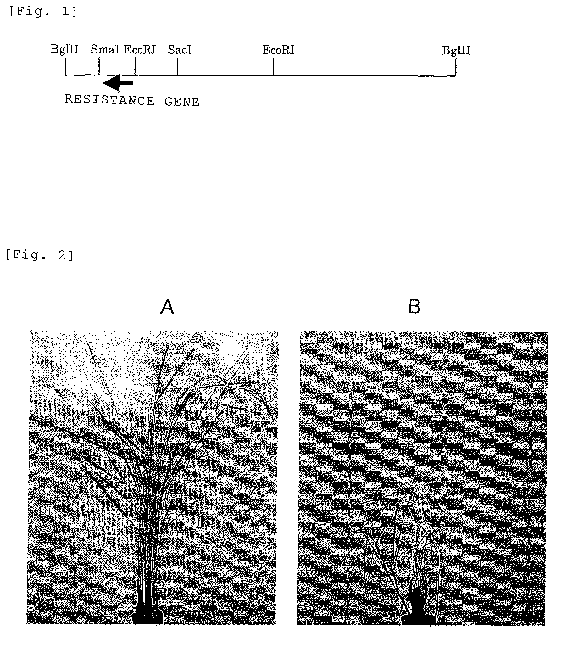 Herbicide-resistance gene and utilization thereof