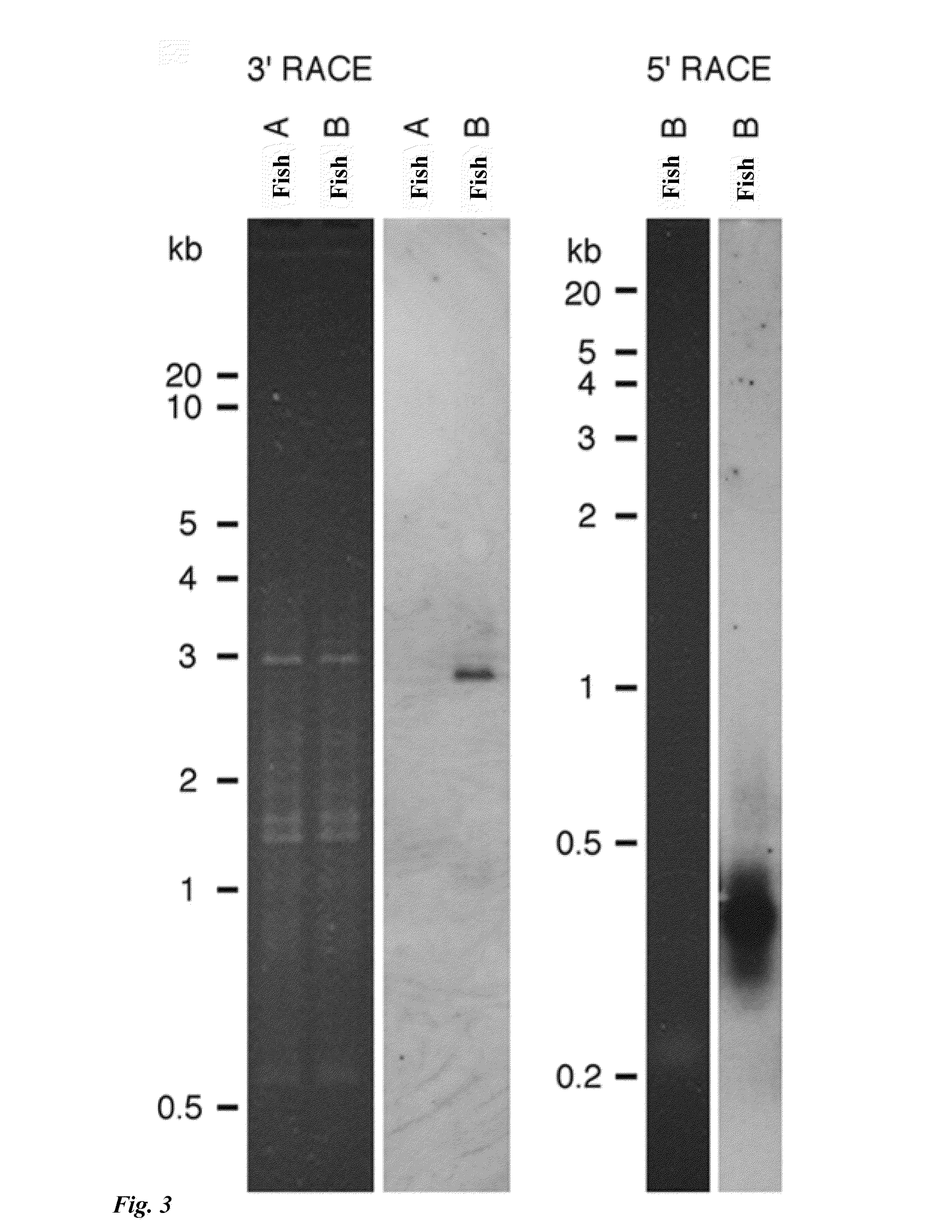 Tol1 factor transposase and DNA introduction system using the same