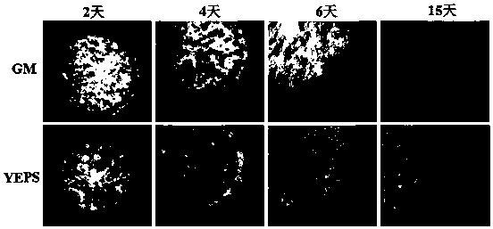 A medium for maintaining the growth of wild black powder fungus mycelium in vitro