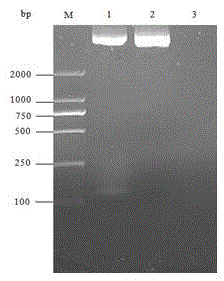Fixed point-modified swine GLP-2 recombinant lactobacillus plantarum and preparation method and application thereof