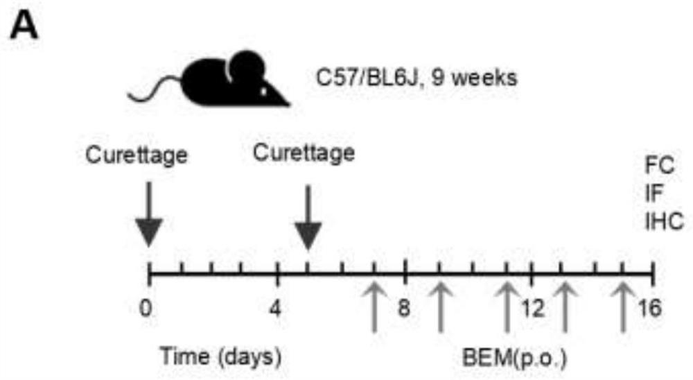 Application of AXL as diagnosis and treatment target of intrauterine adhesion