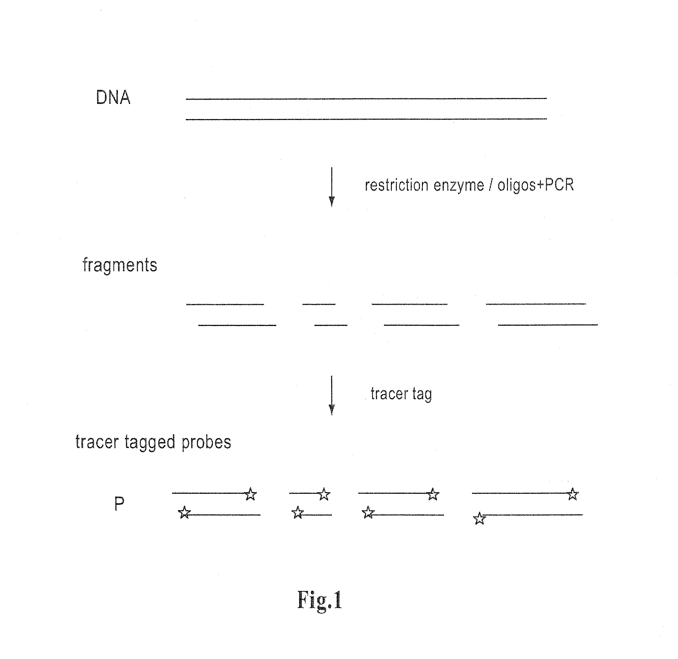 Method for determining amounts of polynucleotide sequences present in cell or tissue samples