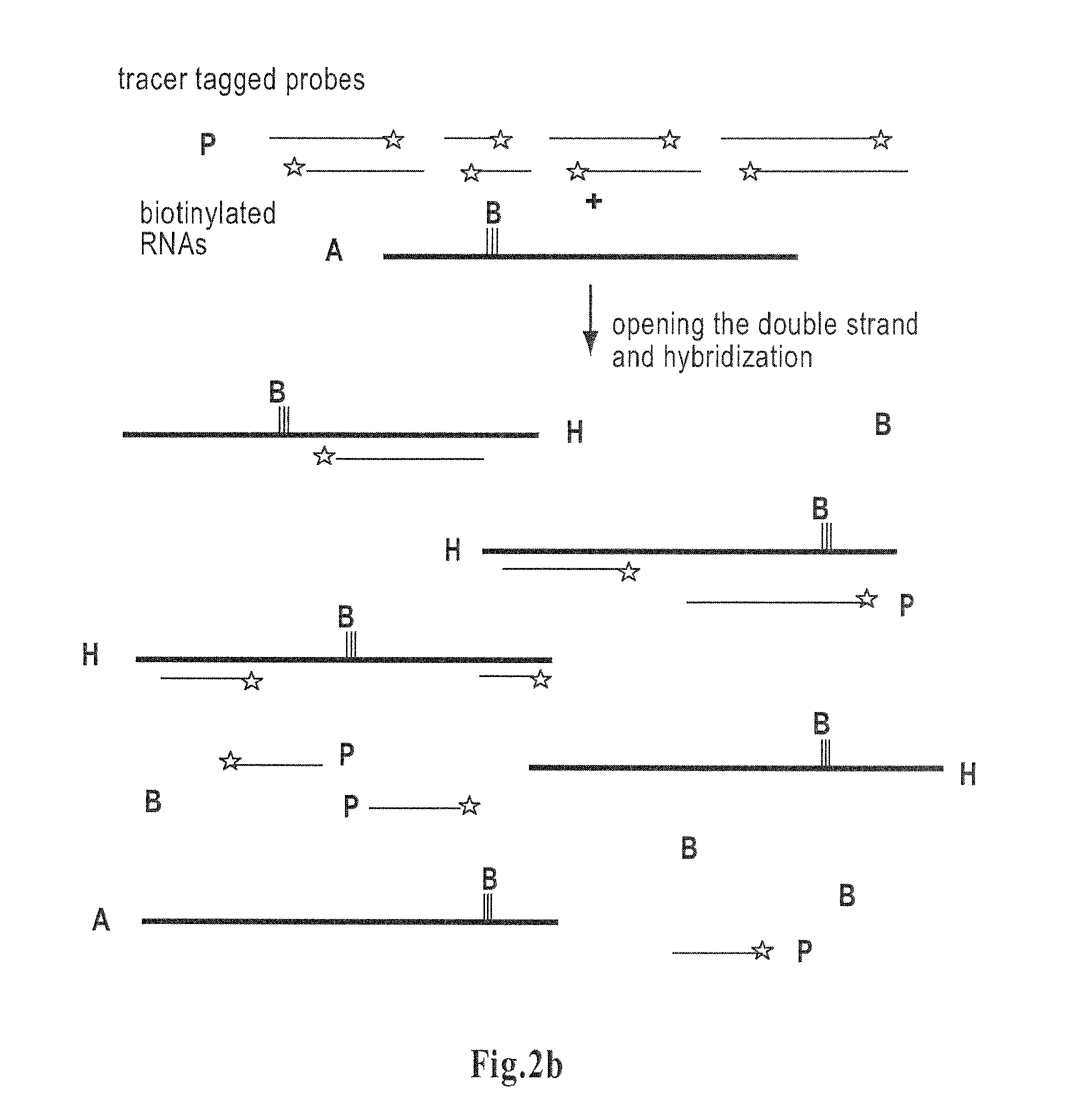 Method for determining amounts of polynucleotide sequences present in cell or tissue samples