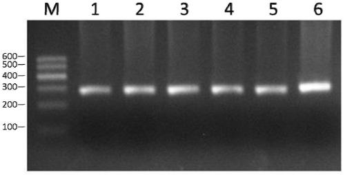 A method for detecting recessive lethal mutation of bovine smc2 gene