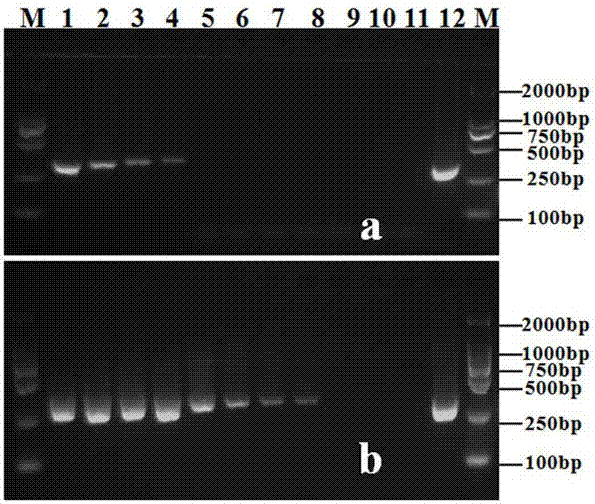 Primers for detecting phytophthora cinnamomi and nested PCR detection method