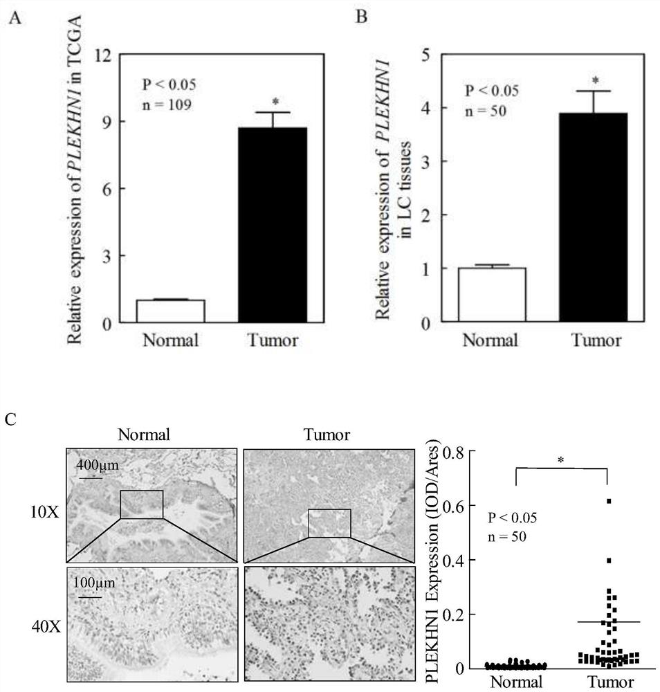 PLEKHN1 as a target for lung cancer prevention and application thereof