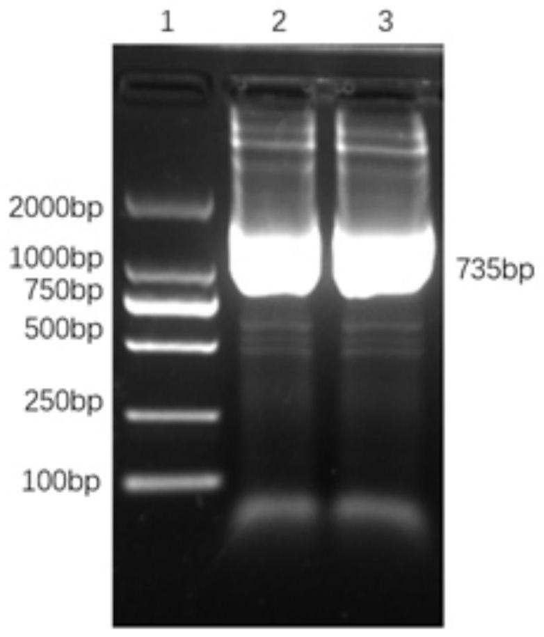 Chimeric antigen receptor targeting BCMA and application thereof