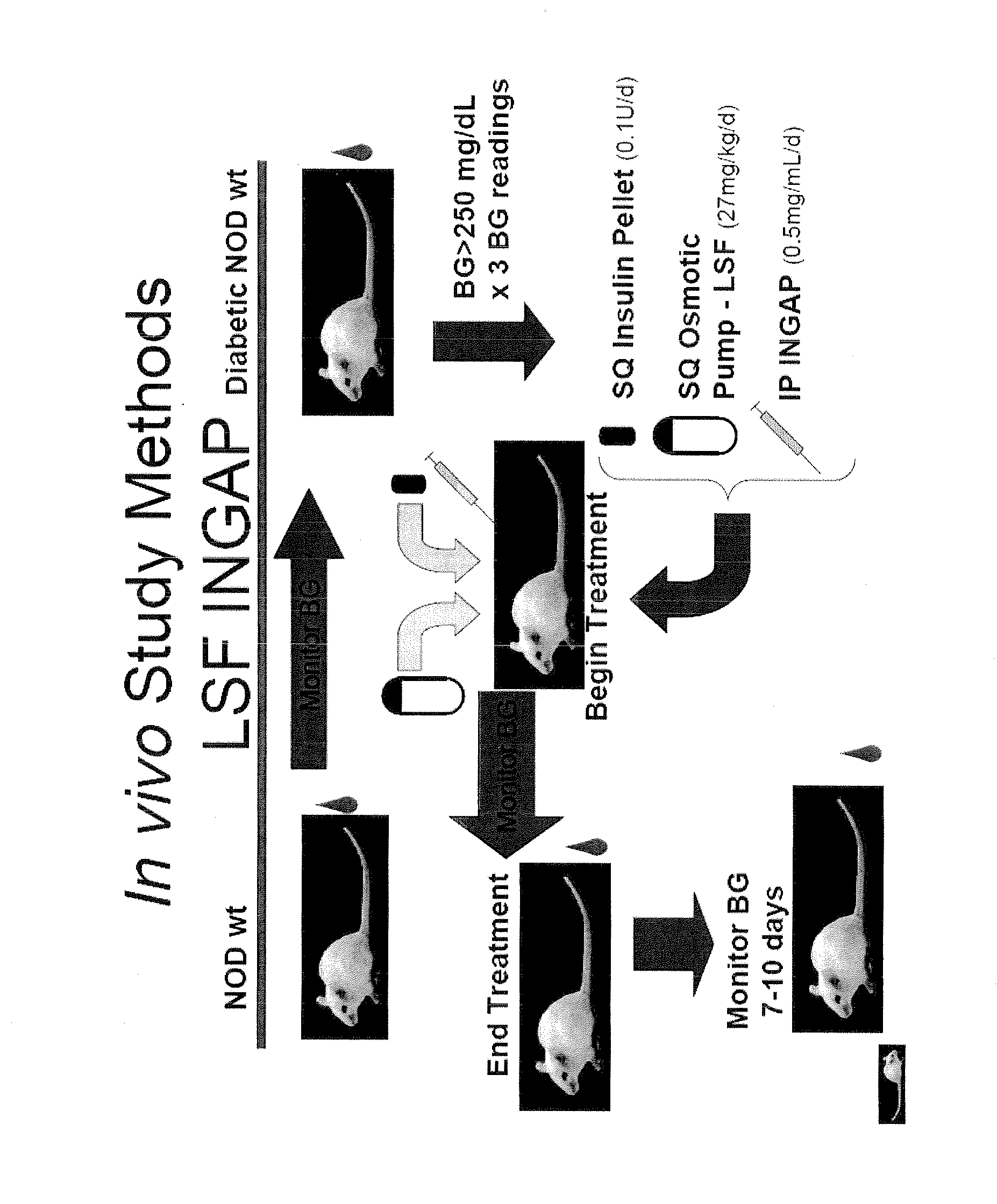 Compositions and methods for treating diabetes using lisofylline and islet neogenesis associated peptide