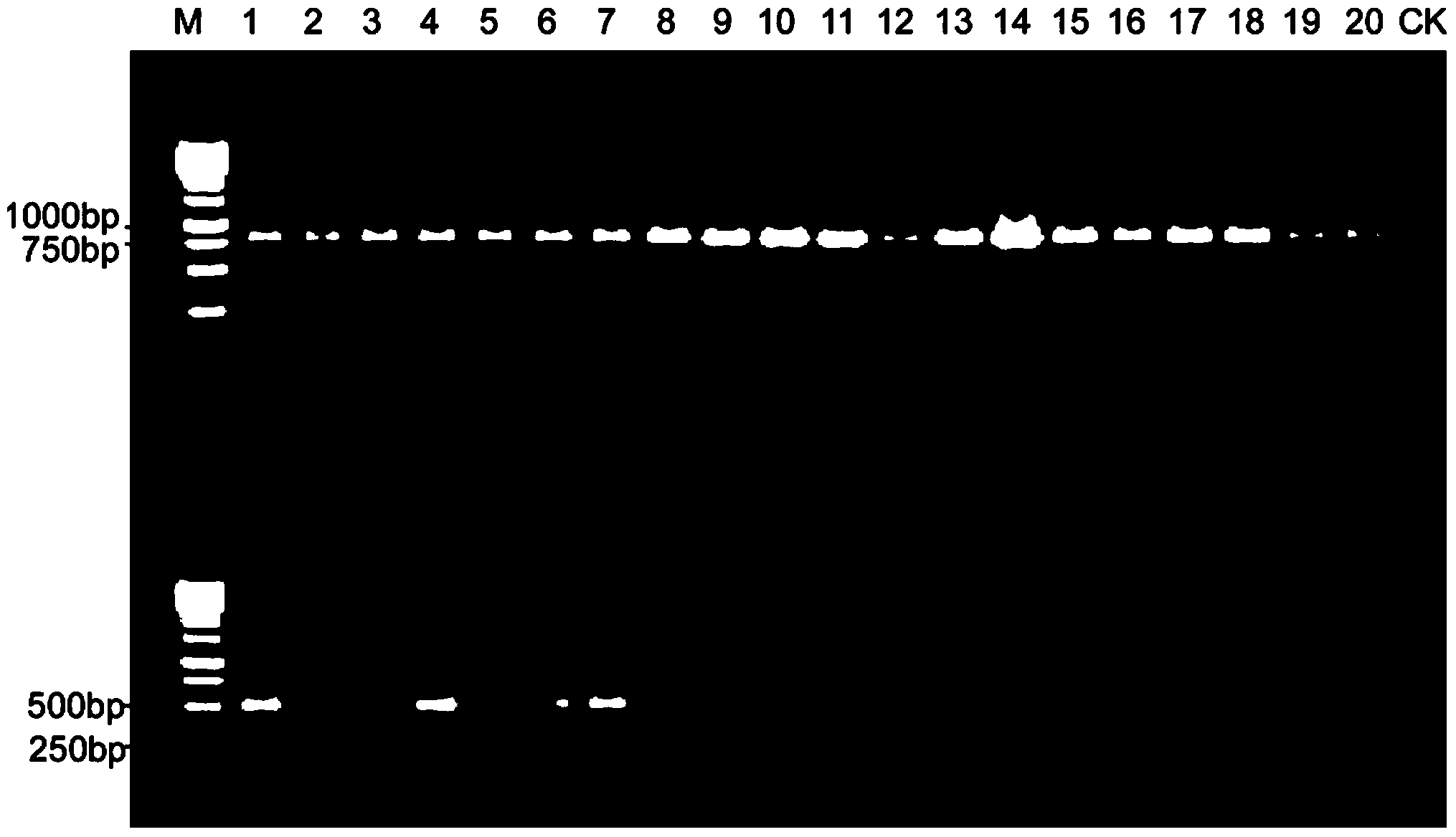 Rapid PCR (Polymerase Chain Reaction) molecular detection method for ditylenchus destructor thorne and application of rapid PCR molecular detection method