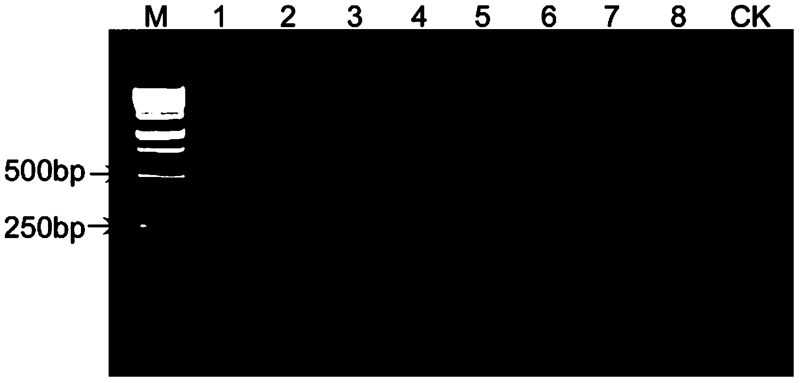 Rapid PCR (Polymerase Chain Reaction) molecular detection method for ditylenchus destructor thorne and application of rapid PCR molecular detection method