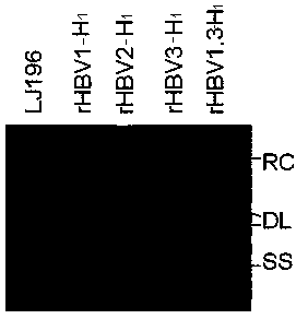 Recombinant HBV (Hepatitis B Virus) vector for expressing specific HBVshRNA (Hepatitis B Virus Short Hairpin Ribonucleic Acid) as well as construction method and application of vector