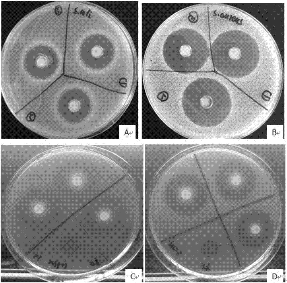 Lactobacillus Plantarum ZN-3 and application thereof
