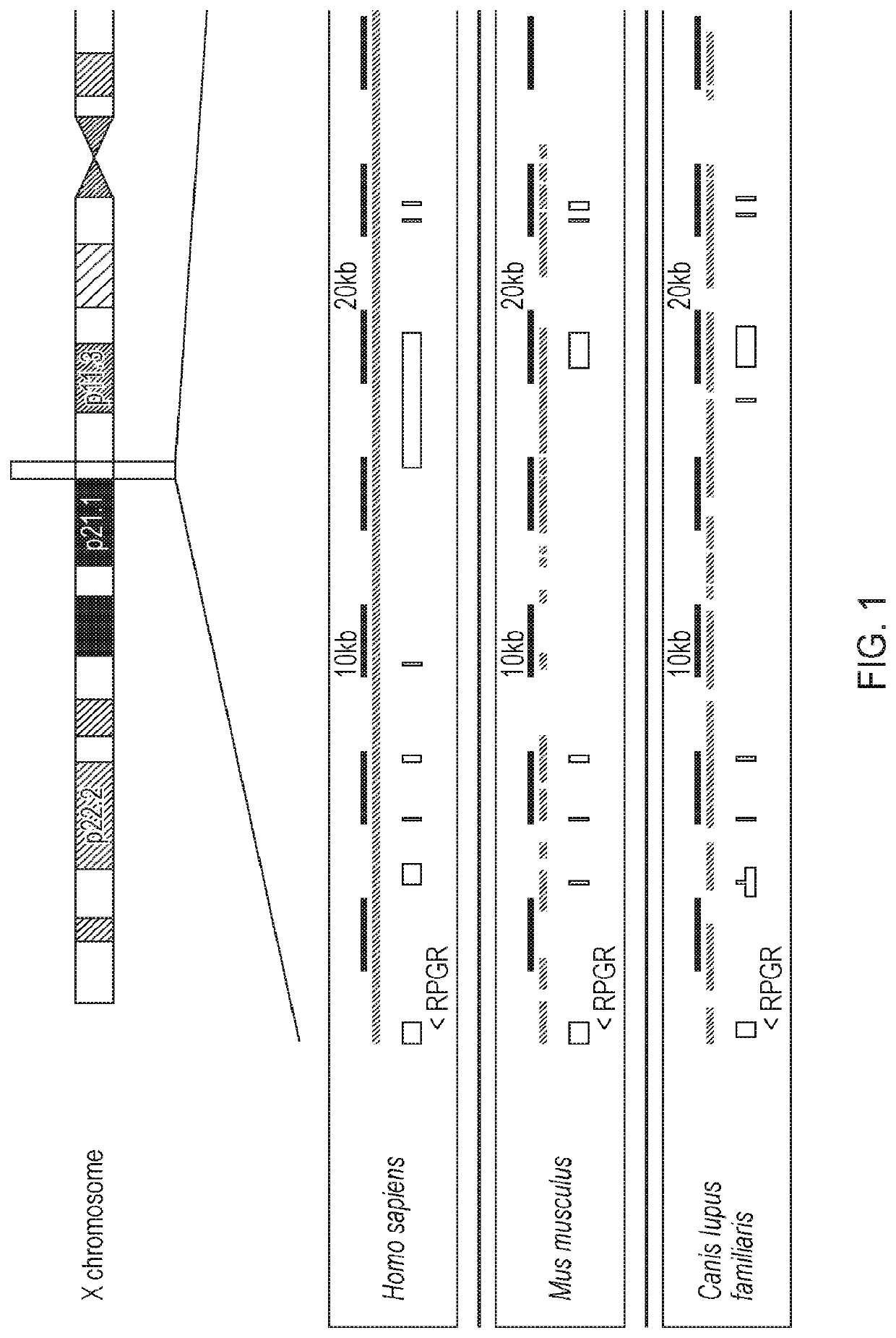 Treatment of retinitis pigmentosa