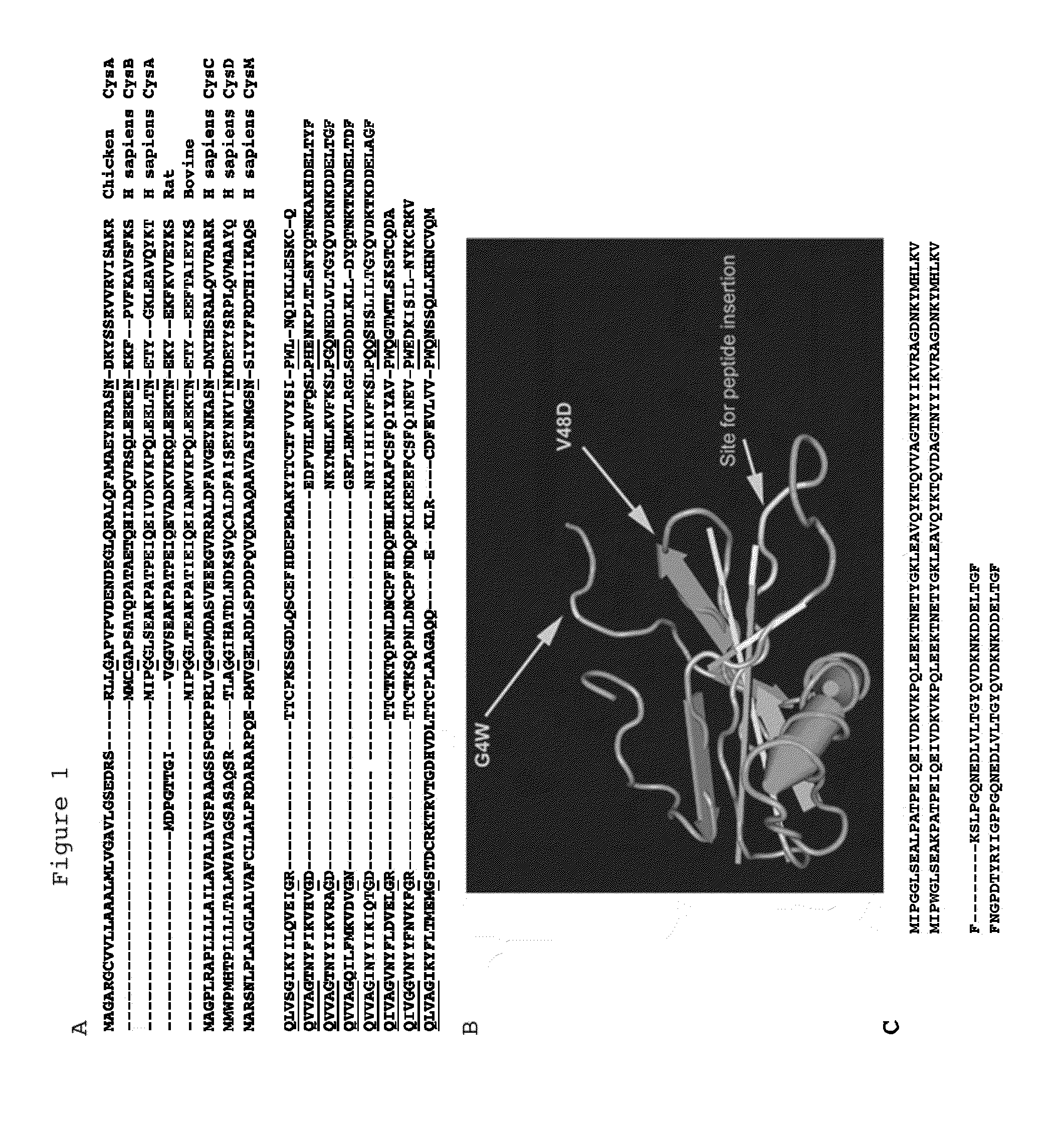 Scaffold polypeptides for heterologous peptide display