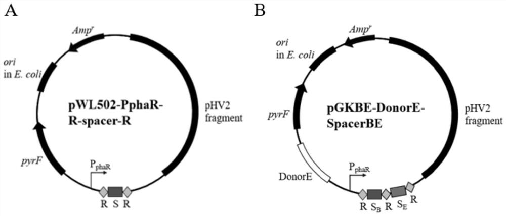 Method for simultaneously realizing gene editing and transcriptional regulation by using I-type CRISPR-Cas system