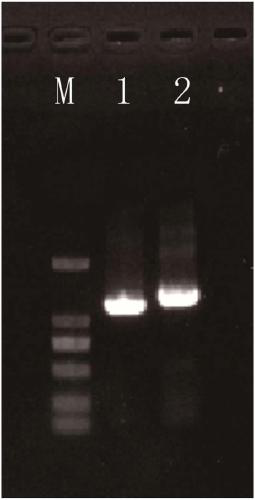 A primer for quickly identifying Cynoglossus semilaevis and Cynoglossus longirostris, a design method and an application method thereof