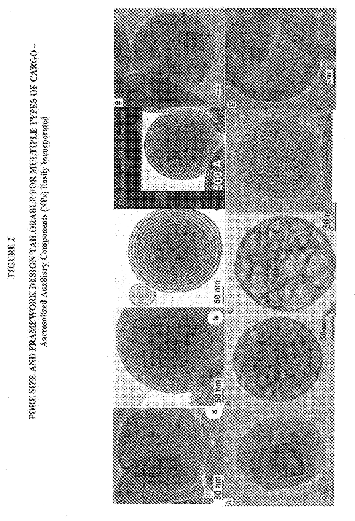 Porous nanoparticle-supported lipid bilayers (protocells) for targeted delivery including transdermal delivery of cargo and methods thereof