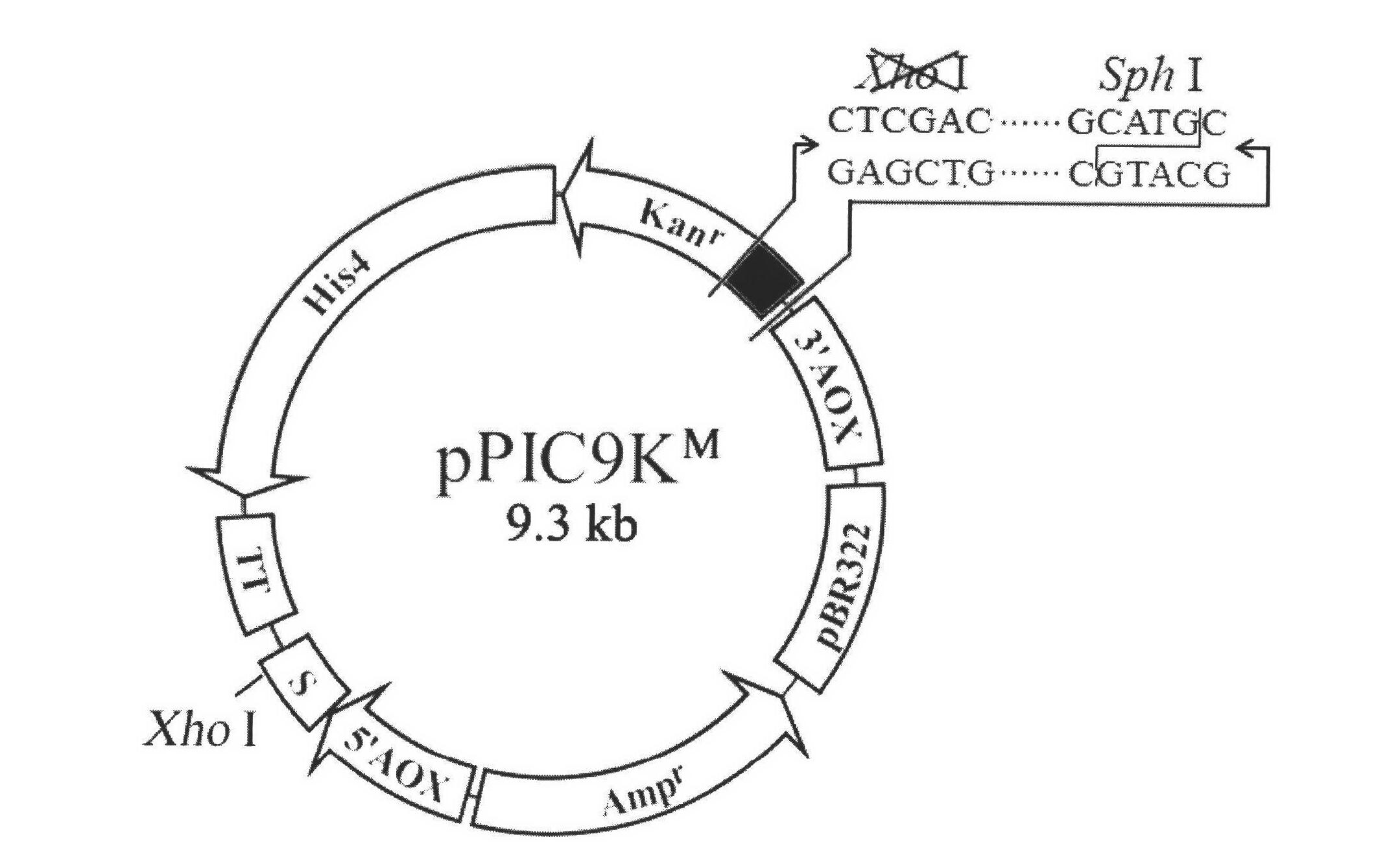 Construction and using method of pichia pastoris expression vector facilitating achievement of natural N end expression of protein