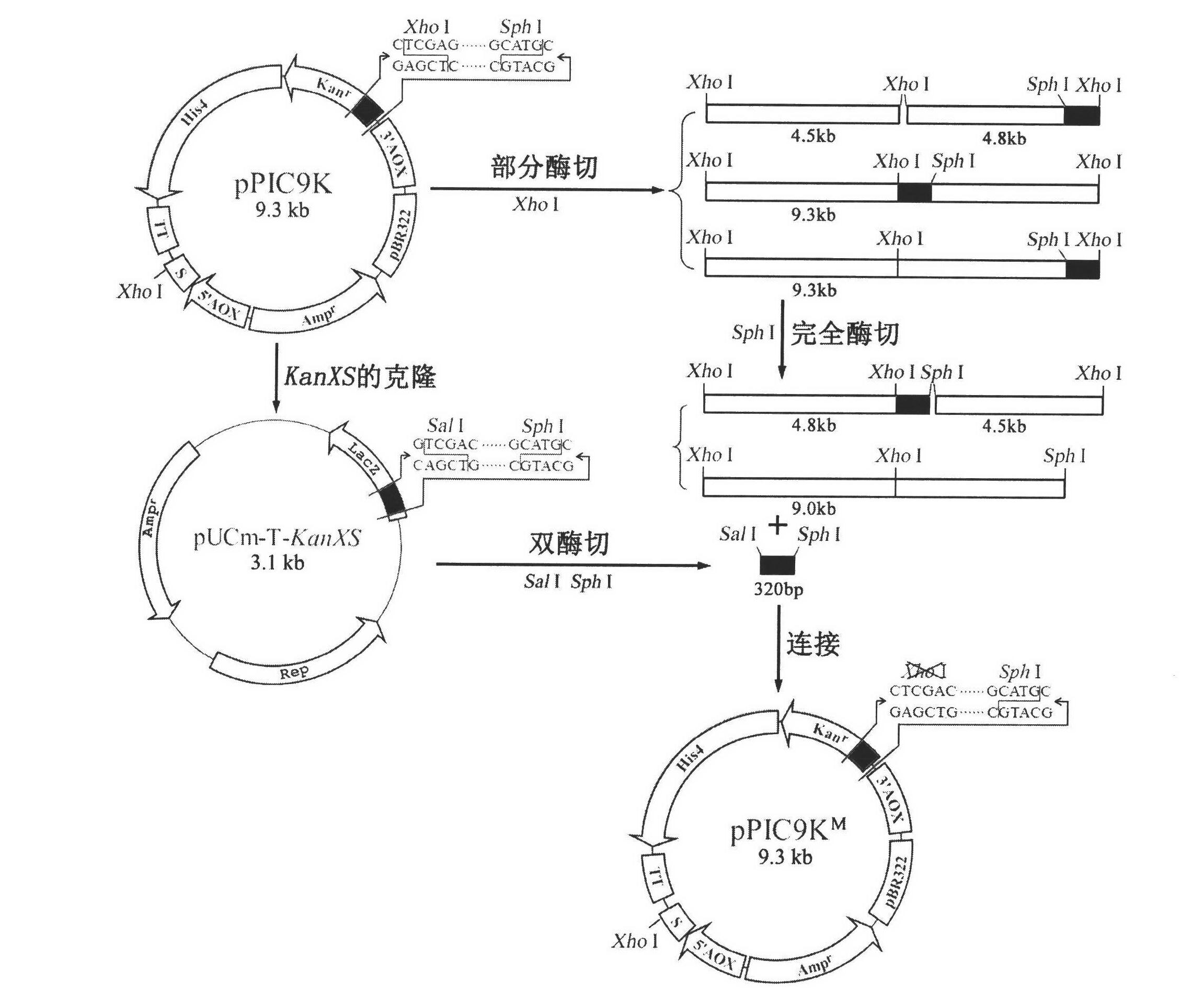 Construction and using method of pichia pastoris expression vector facilitating achievement of natural N end expression of protein