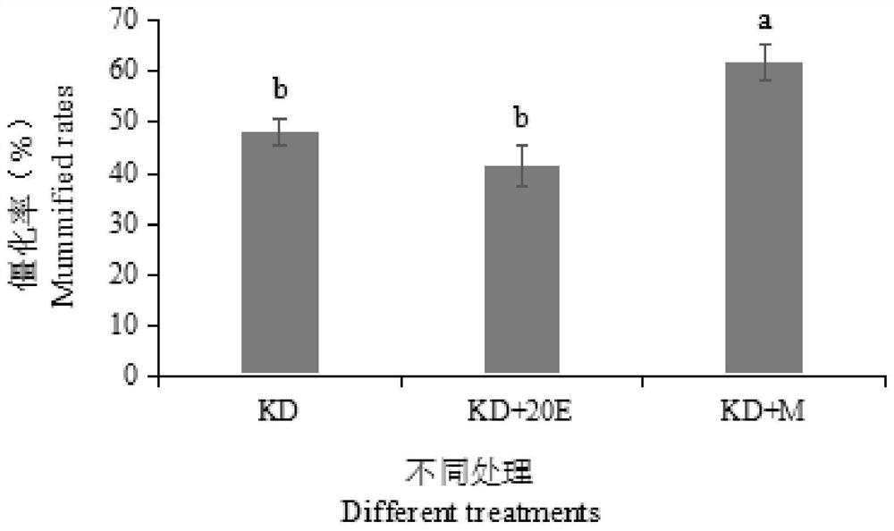 Application of juvenile hormone analogue methoxoprim in promoting stiffness of ghost-moth larvae