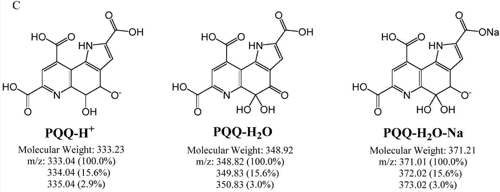 Pyrroloquinoline-quinone-producing Hyphomicrobium strain and application thereof