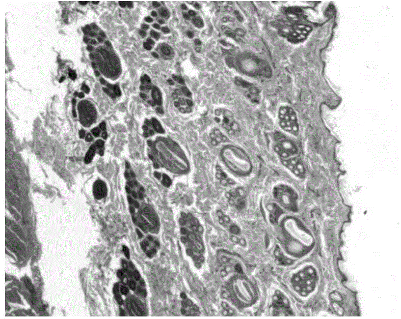 Myogenic rubine collagen sponge drug as well as preparation method and application thereof