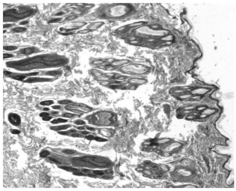 Myogenic rubine collagen sponge drug as well as preparation method and application thereof