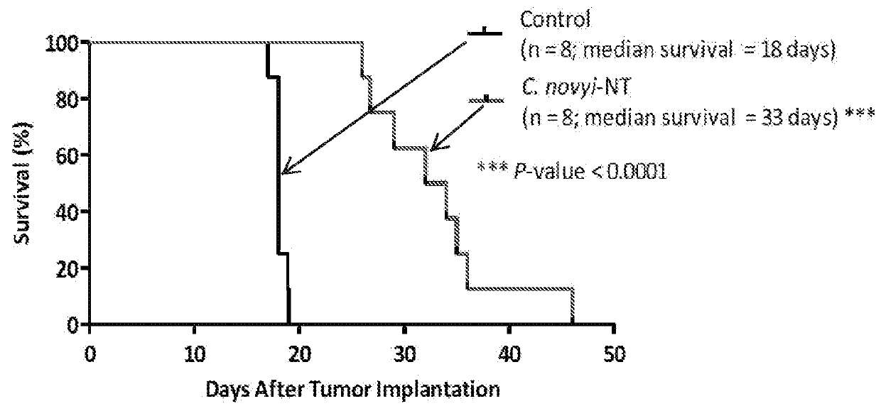 C. novyi for the treatment of solid tumors in humans