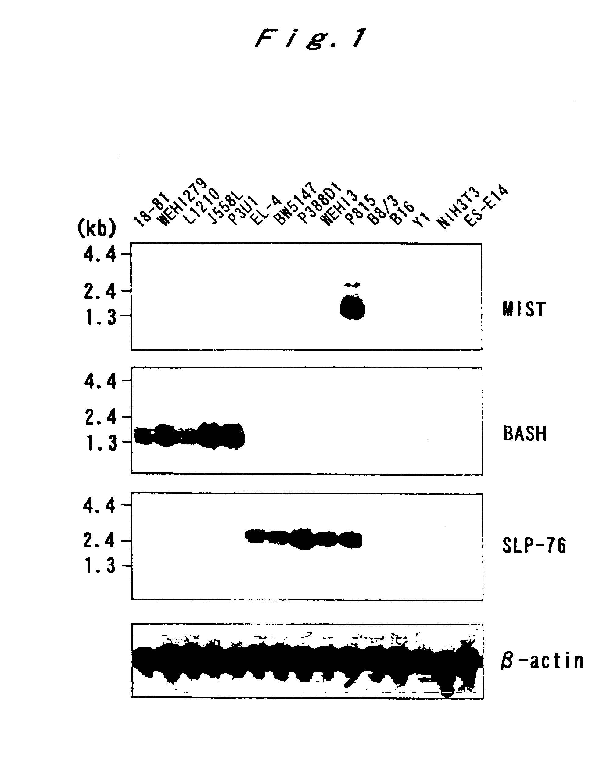 Mast cell-specific signal transducing molecules and cDNAs thereof