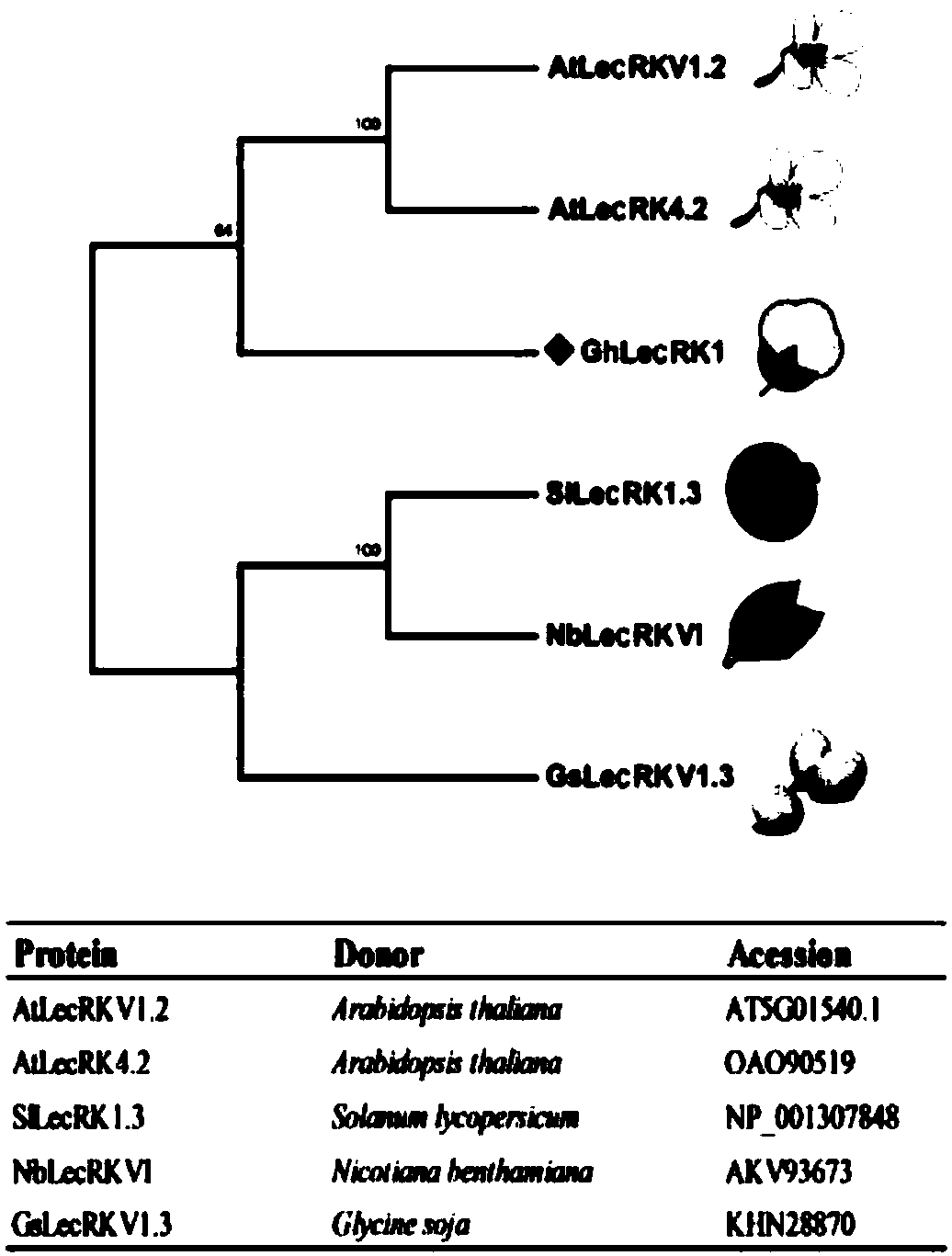 Application of a cotton GhLecRK1 gene in plant greensickness resistance