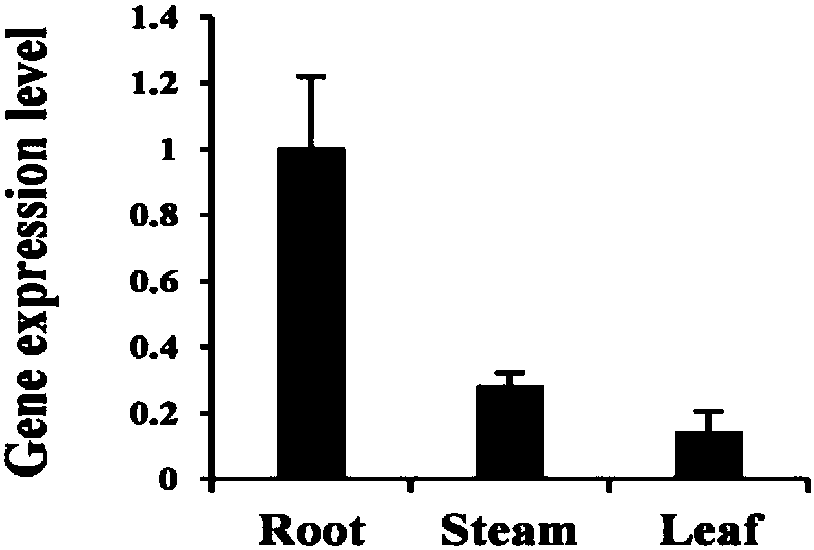 Application of a cotton GhLecRK1 gene in plant greensickness resistance