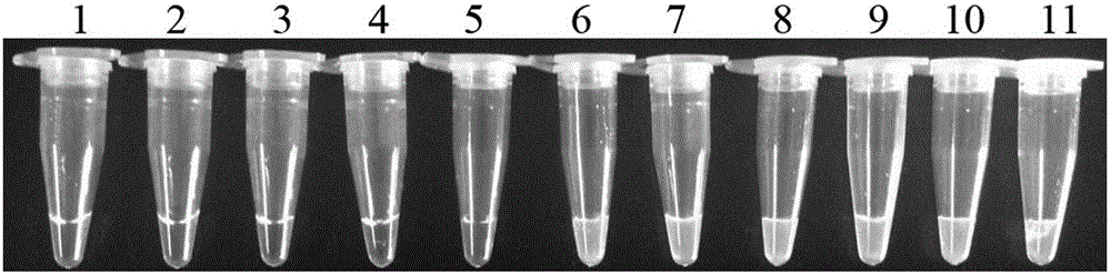 LAMP primer group, kit and detection method for rapid test of bacterial polymyxin drug resistance gene mcr-1