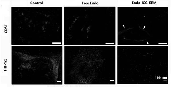 A kind of natural light-induced controlled-release drug and its preparation method and application