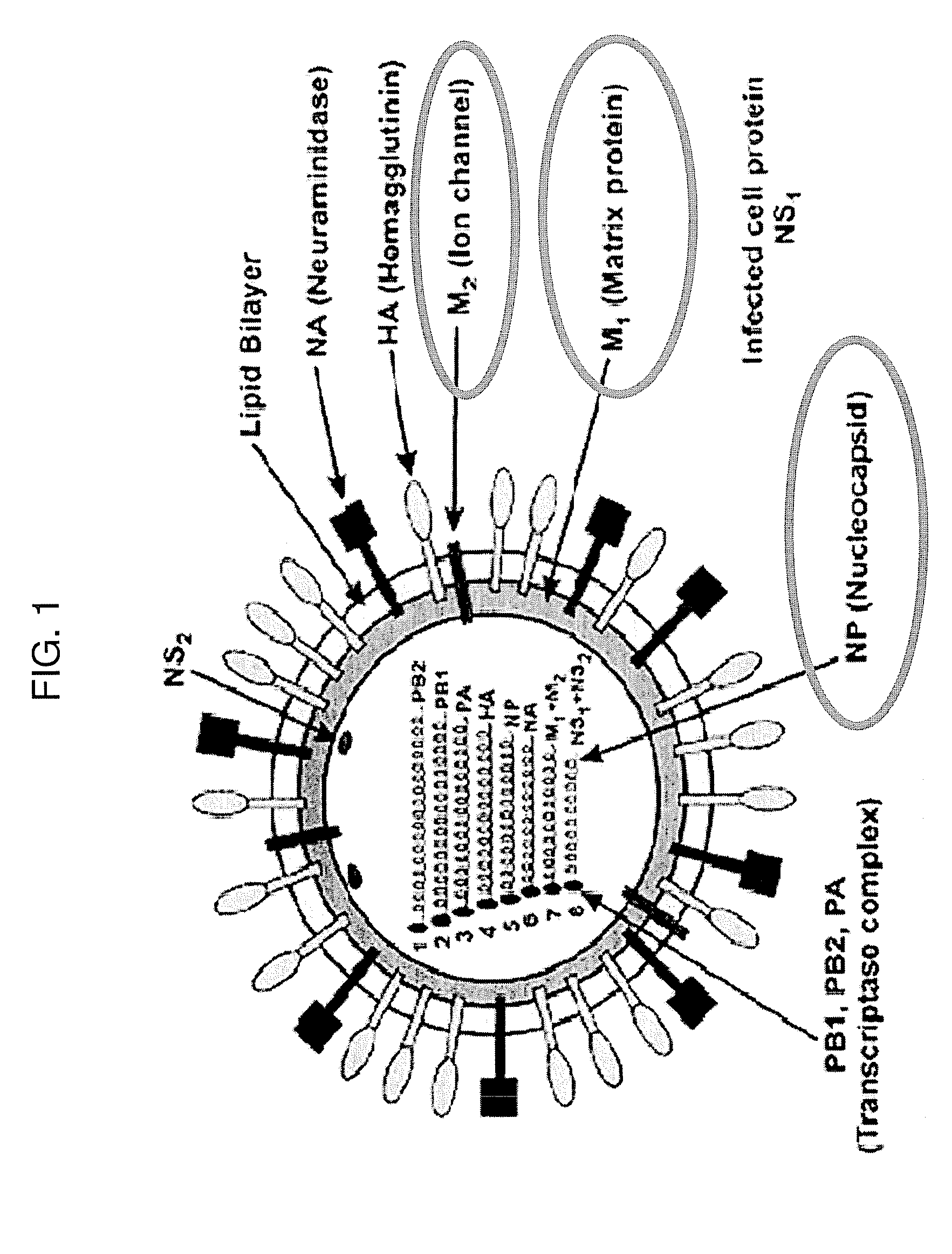 Yeast-based vaccine for inducing an immune response