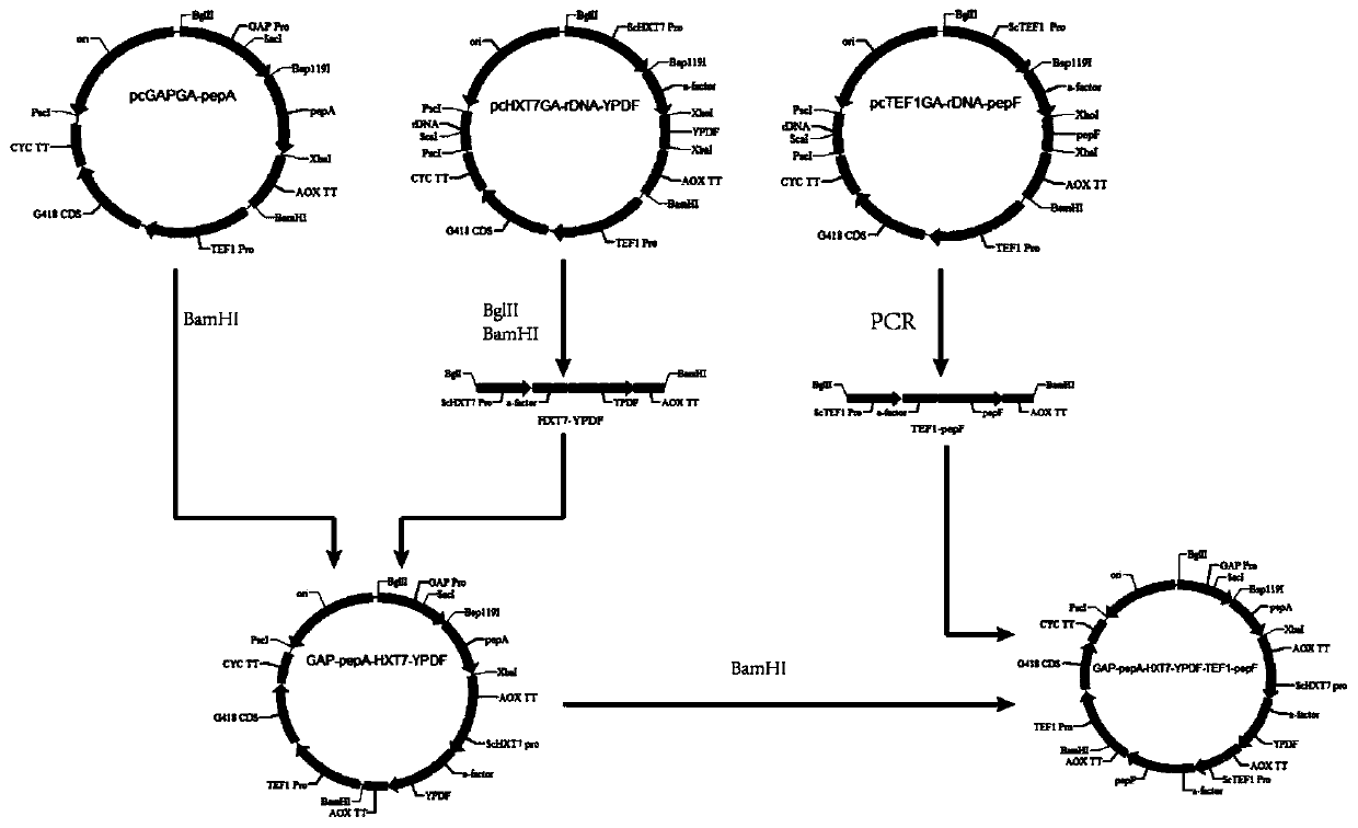 Candida utilis three-gene expression strain capable of degrading protein and building method of Candida utilis three-gene expression strain