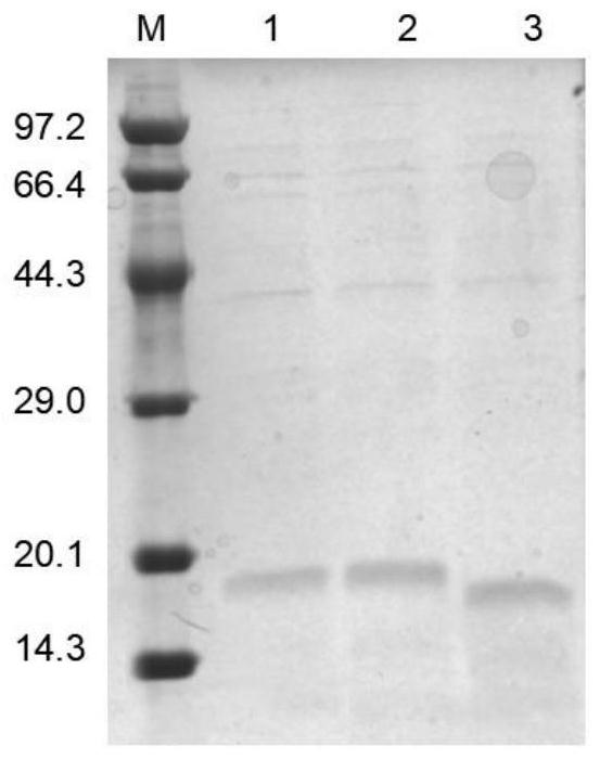 Protein PtsuOBP39 bound with volatile compounds of Cinnamomum camphora and insect pheromone, attractant and application of protein PtsuOBP39 and attractant