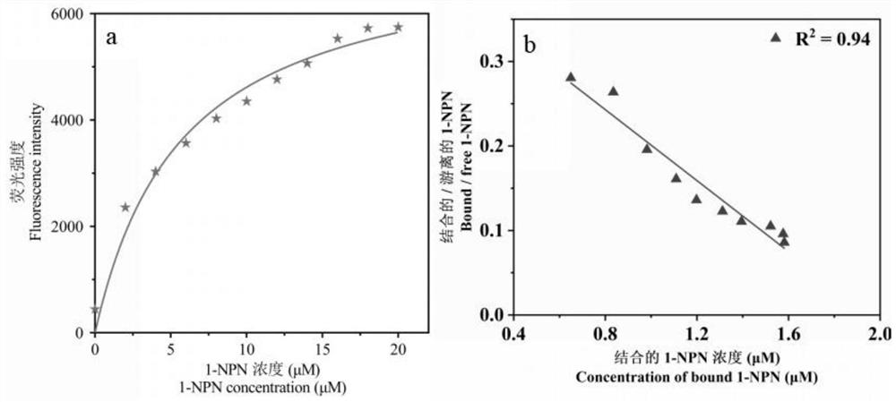 Protein PtsuOBP39 bound with volatile compounds of Cinnamomum camphora and insect pheromone, attractant and application of protein PtsuOBP39 and attractant