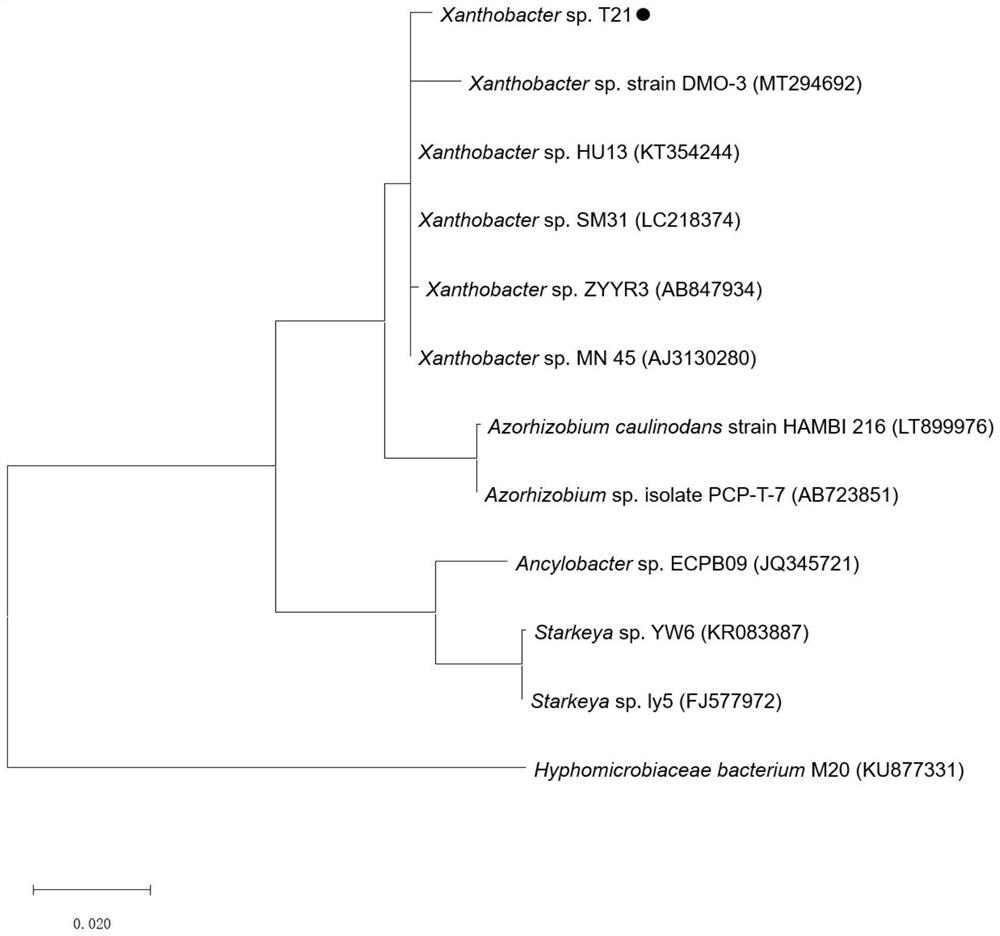A strain of Xanthobacterium t21 and its application
