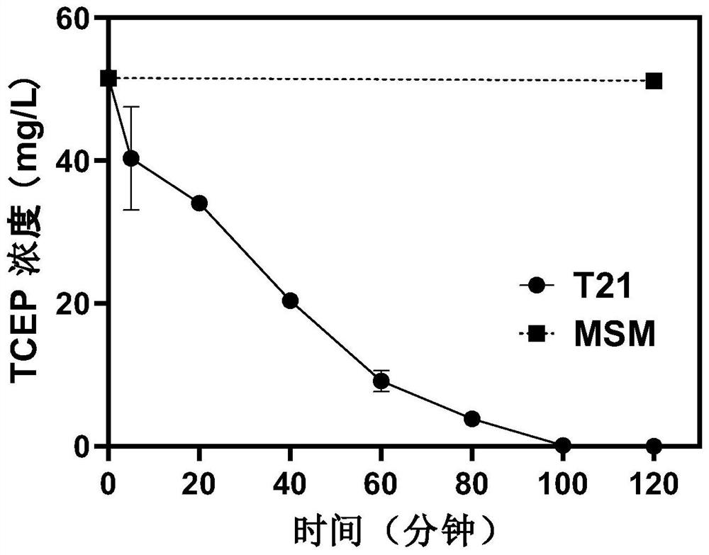 A strain of Xanthobacterium t21 and its application