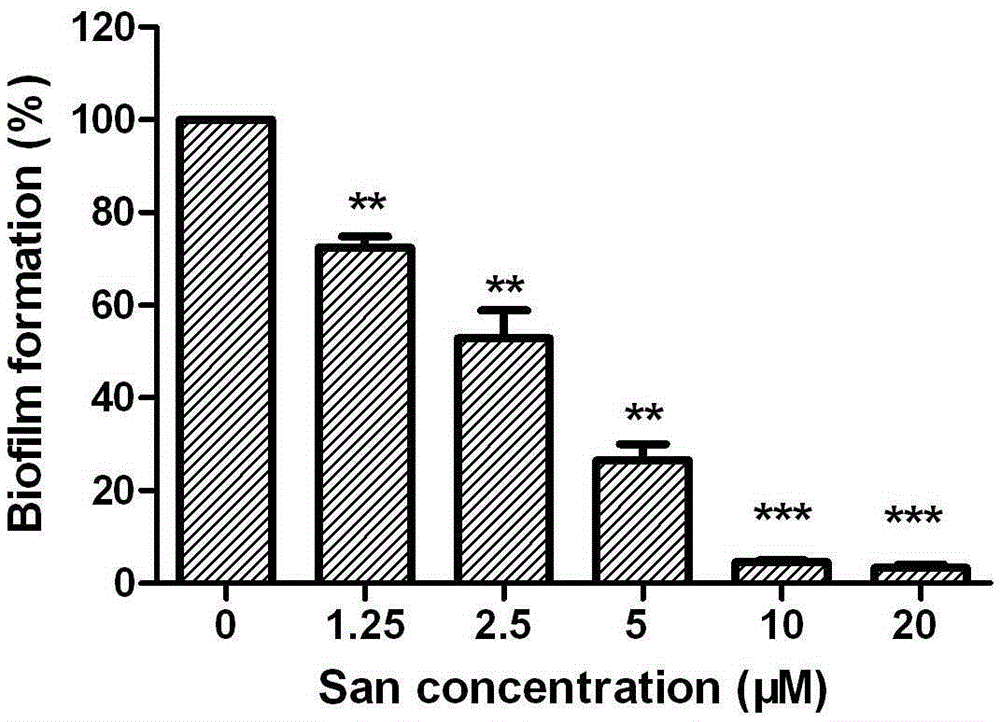 Application of sanguinarine in the preparation of antifungal biofilm drugs