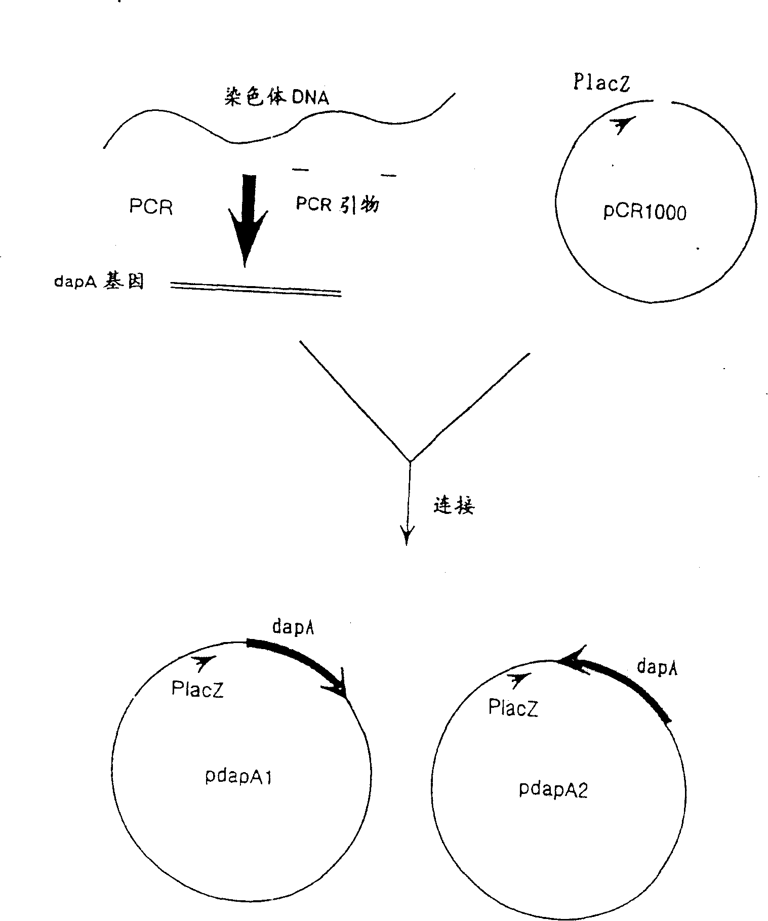 Process for producing L-lysine by fermenting